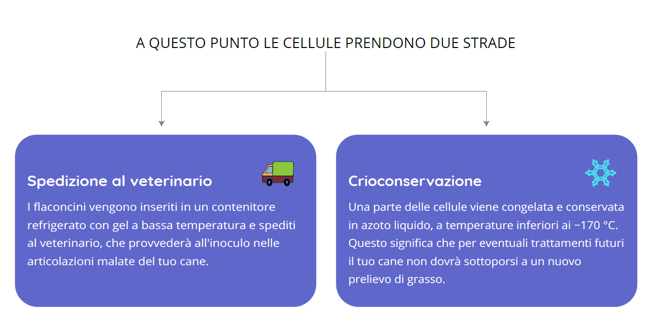 opzioni cellule